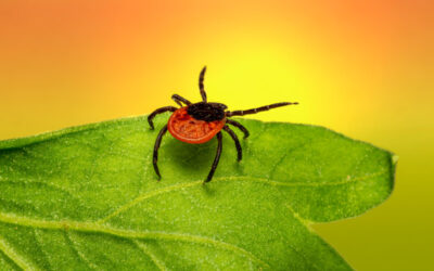 Tips for Tick Prevention When Hiking